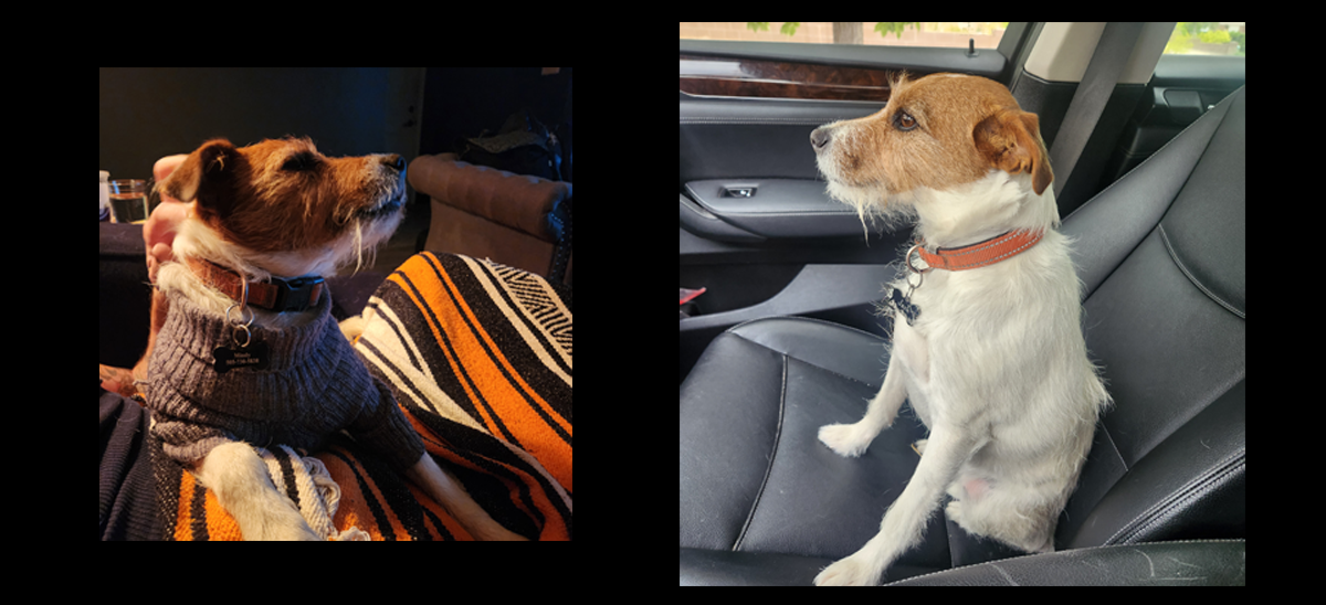 Jack the Russell