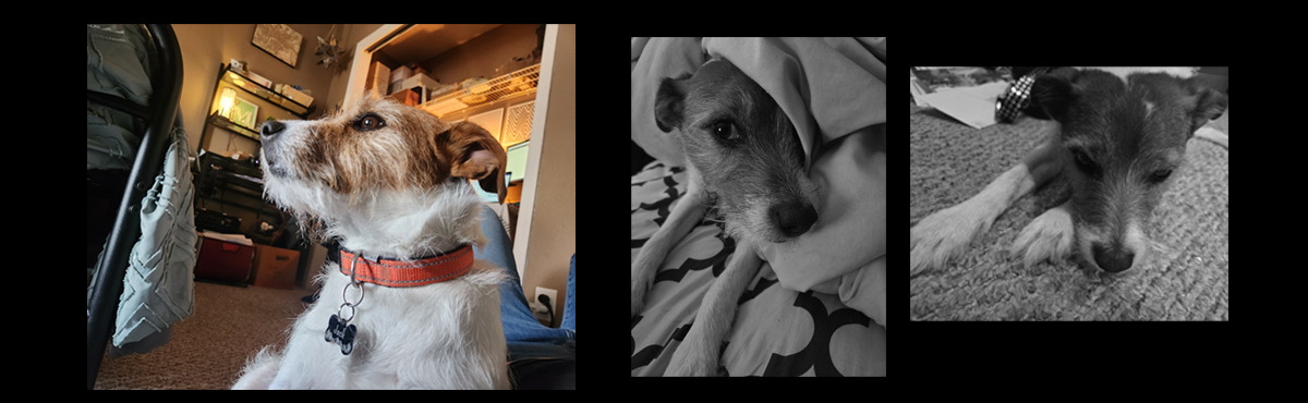 Jack the Russell